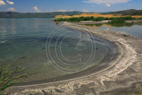 Bear Lake Shore Sand n Shells